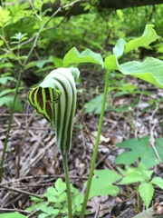 Arisaema stewardsonii