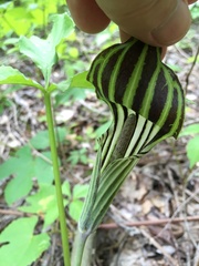 Arisaema stewardsonii