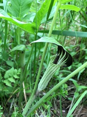 Arisaema stewardsonii