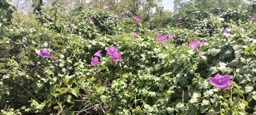 High John the Conquerer (Ipomoea jalapa)