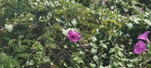 Image of Ipomoea jalapa by (c) Tereso Hernández Morales, some rights reserved (CC BY)