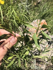 Senecio microglossus