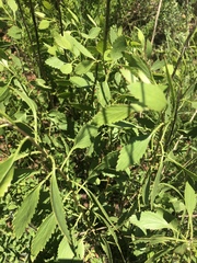 Senecio microglossus