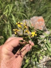 Senecio microglossus