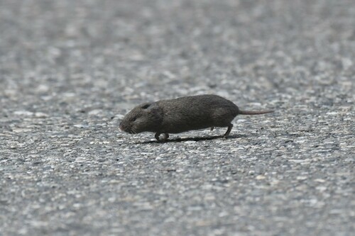 Creeping Vole