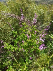 Ocimum labiatum