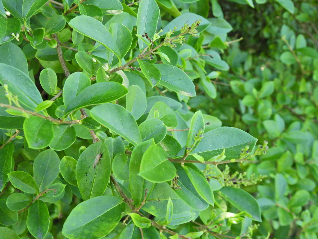 garden privet from Crosby, Sefton, Merseyside, UK on August 24, 2023 at ...