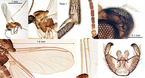 Larva de mosca do float