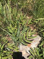 Lannea edulis edulis