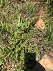 Lannea edulis edulis