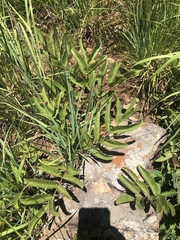 Lannea edulis edulis