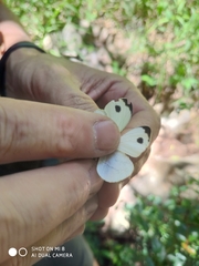 Leptosia alcesta inalcesta