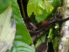 Epipedobates boulengeri