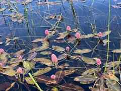 Hartwright's Smartweed (Polygonum hartwrightii)
