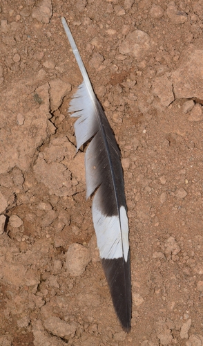 Plume de Œdicnème criard