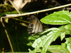 Cissia