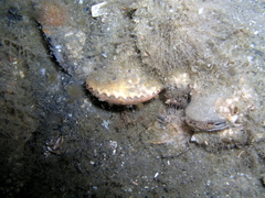 Aequipecten opercularis