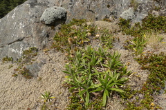 Celmisia spectabilis