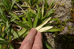 Celmisia spectabilis