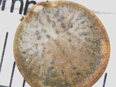 Argas vespertilionis