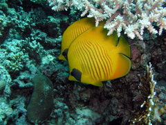 Chaetodon semilarvatus
