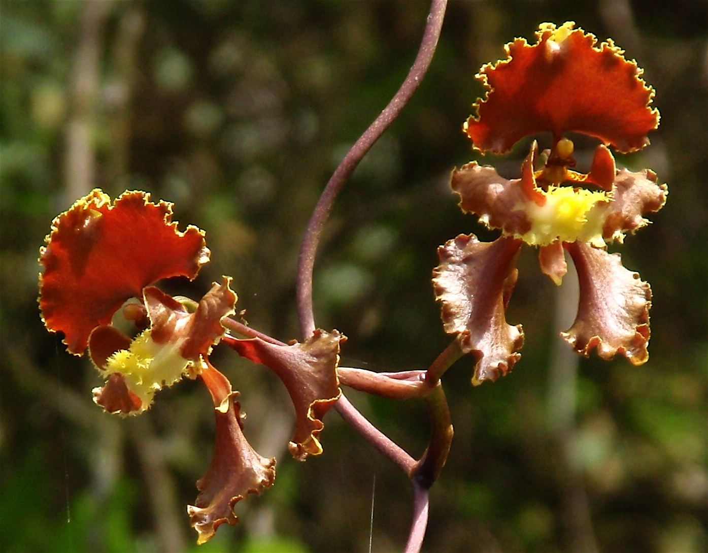 Cyrtochilum serratum (Lindl.) Kraenzl. 4