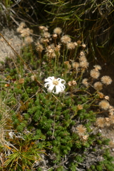 Celmisia lateralis