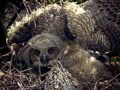 Bubo virginianus nacurutu