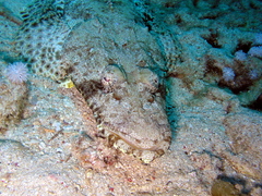 Papilloculiceps longiceps