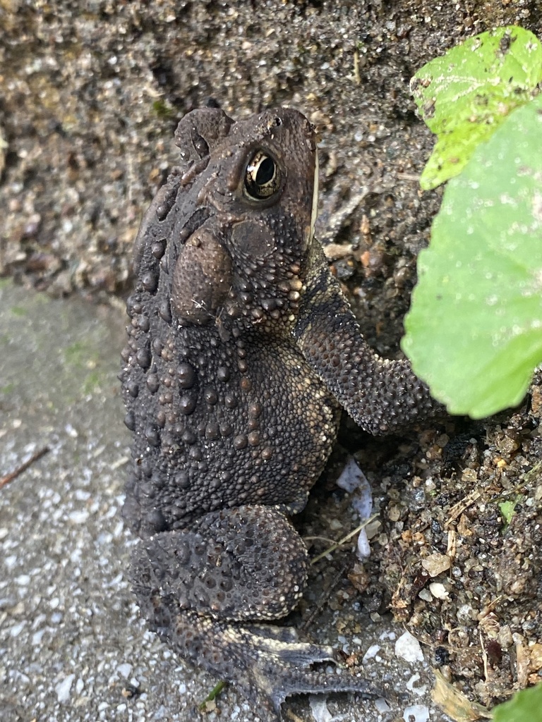 American Toad from Boonton Ave, Boonton, NJ, US on August 25, 2023 at ...