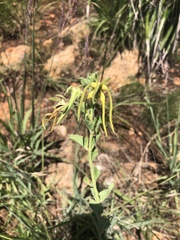 Brachystelma macropetalum