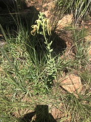 Brachystelma macropetalum
