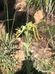 Brachystelma macropetalum