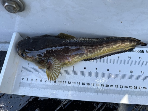 Specklefin midshipman (Porichthys myriaster) — Batrachoididae — 2