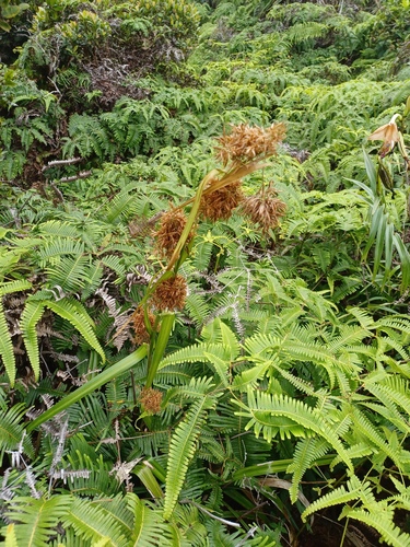 Rhynchospora sclerioides