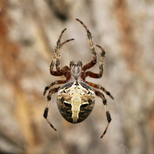 Red-femured Spotted Orbweaver