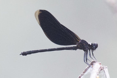 Euphaea masoni
