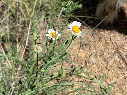 chaparral fleabane (Erigeron oreophilus)