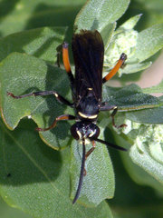 Ceropales bipunctata