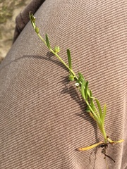 Plagiobothrys acanthocarpus