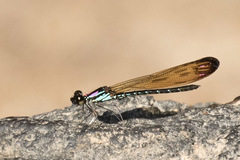 Heliocypha biforata