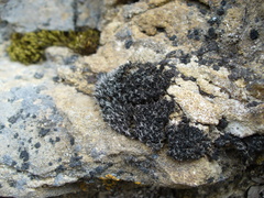 Grimmia muehlenbeckii