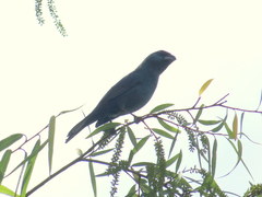 Cyanoloxia glaucocaerulea