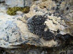 Grimmia muehlenbeckii