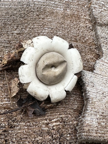 Geastrum