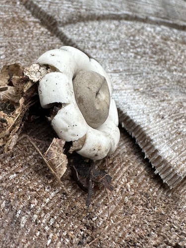 Geastrum (Photo 2 of 2)