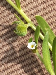 Plagiobothrys acanthocarpus