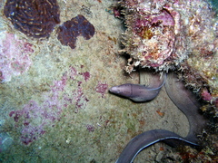 Gymnothorax griseus