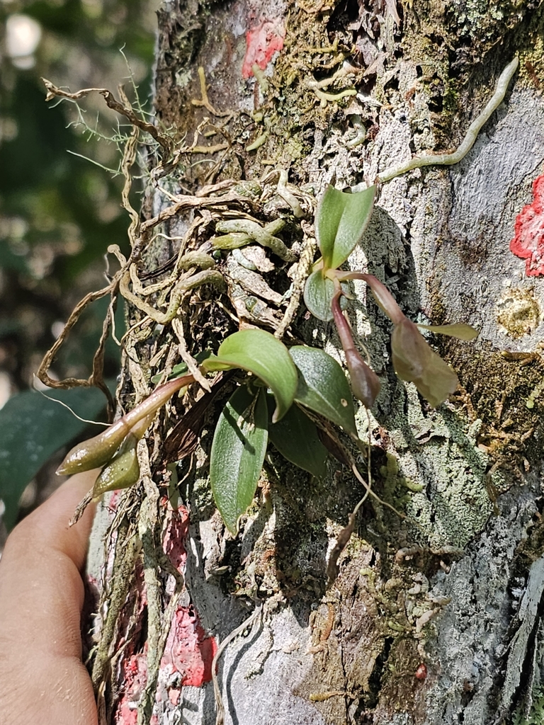 Epidendrum waiandtii V.P.Castro 2