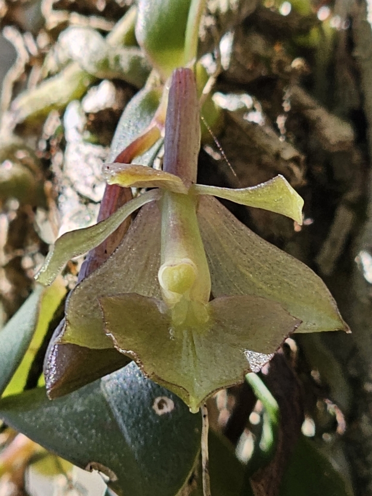 Epidendrum waiandtii V.P.Castro 3